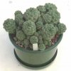 Sulcorebutia_rauschii_2